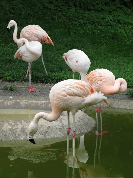 Фламинго в Цюрихском зоопарке — стоковое фото