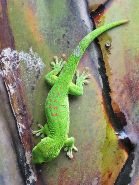 Gecko vert de Madagascar sur un palmier — Photo