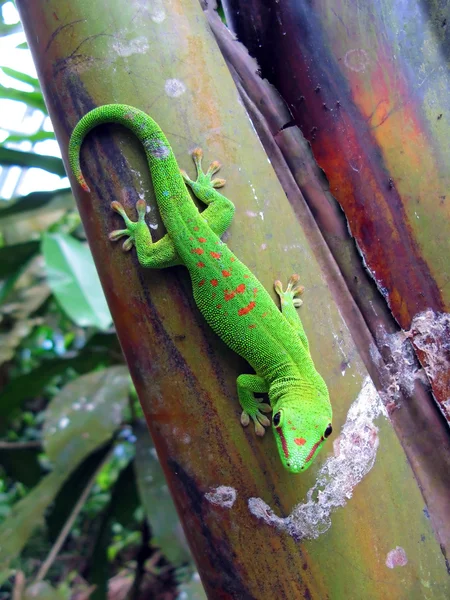 Green Madagascar taggecko on a palm tree — Stock Photo, Image