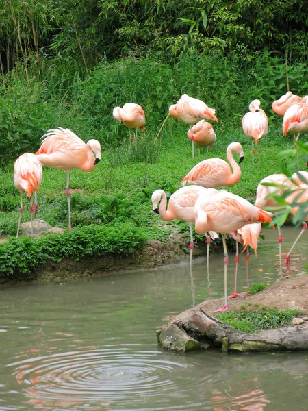 Flamingoer i Zurich Zoo – stockfoto