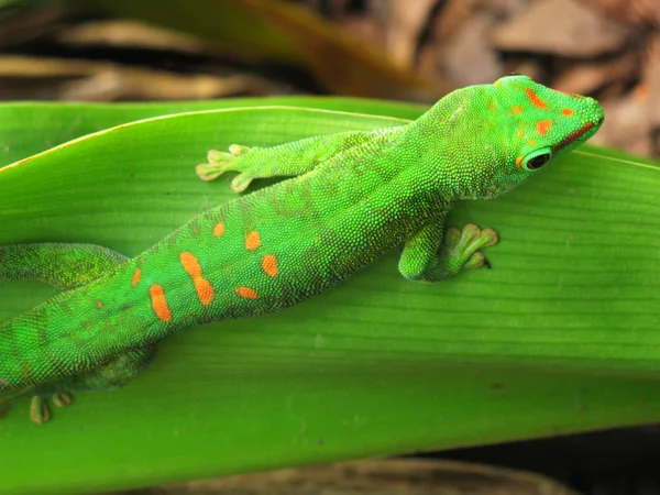 Мадагаскарский геккон — стоковое фото