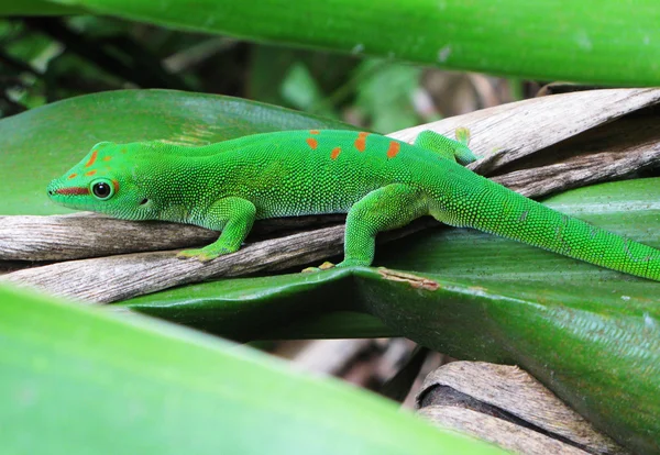 Madagaskar day gecko — Zdjęcie stockowe