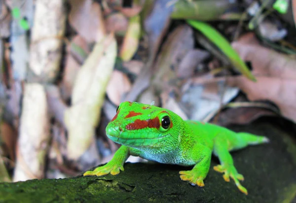 Madagaskar day gecko — Zdjęcie stockowe