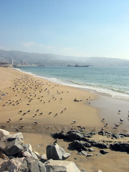 Strand van Valparaíso, Chili — Stockfoto
