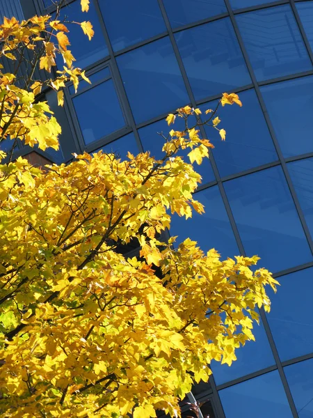 Árvore amarela — Fotografia de Stock