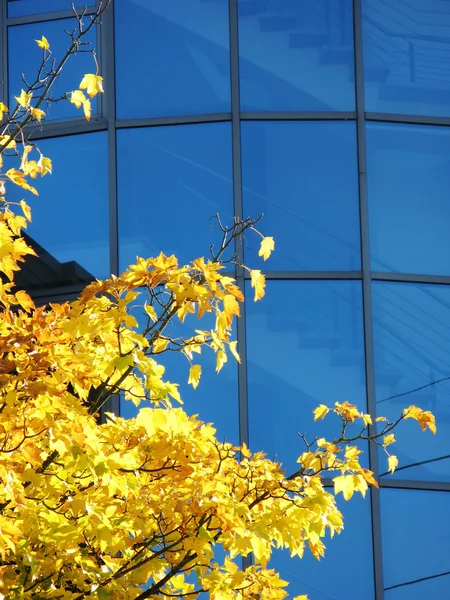 Árvore de bordo amarelo contra parede de vidro azul — Fotografia de Stock