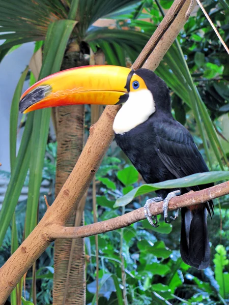 Toucan bird — Stock Photo, Image
