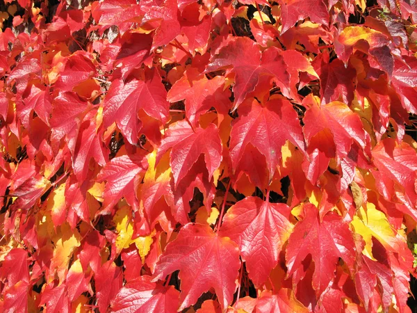 Autumn grape leaves — Stock Photo, Image