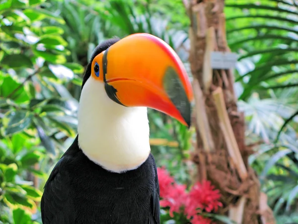 Pássaro-tucano — Fotografia de Stock