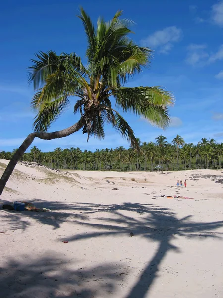 Palma e la sua ombra su una spiaggia sabbiosa — Foto Stock