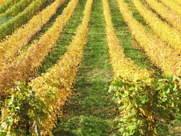 Vigneto a Montreux, Svizzera — Foto Stock