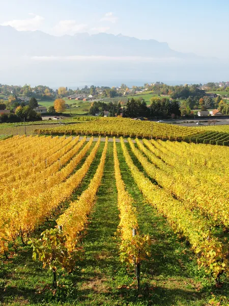 ジュネーブ湖、スイス連邦共和国に対してモントルー vinyards — ストック写真