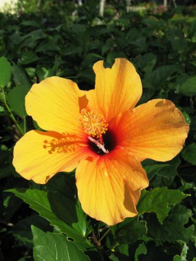 Turuncu hibiscus çiçek