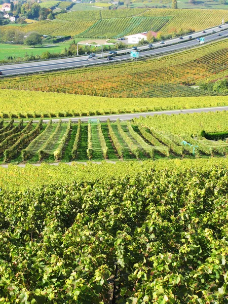Winnice w montreux, Szwajcaria — Zdjęcie stockowe