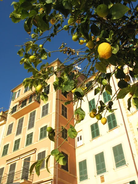 Lemon tree against old house. Winter in Camogli, Italy — Stock Photo, Image