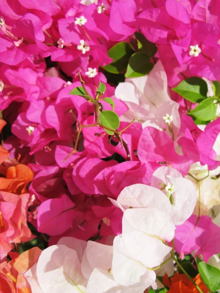 Bougainville flowers — Stock Photo, Image