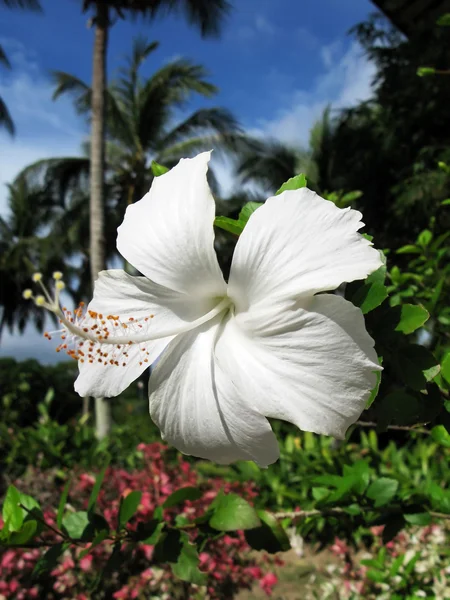 Flor branca de hibisco — Fotografia de Stock