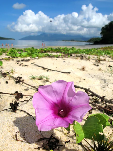 Wild flowers on the beach of Langkawi island, Malaysia — Stock Photo, Image