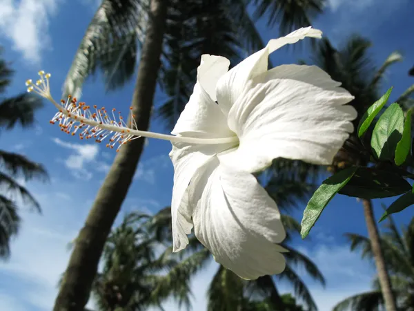 Vit hibiscus blomma — Stockfoto