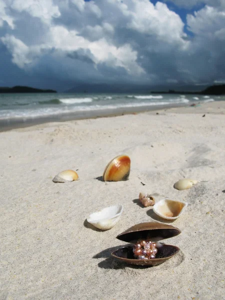 Coquillages sur la plage de Langkawi, Malaisie — Photo