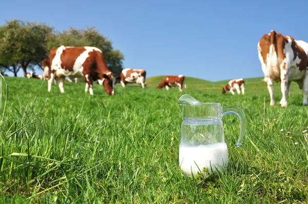 Jarro de leite contra rebanho de vacas. Região Emmental, Suíça — Fotografia de Stock