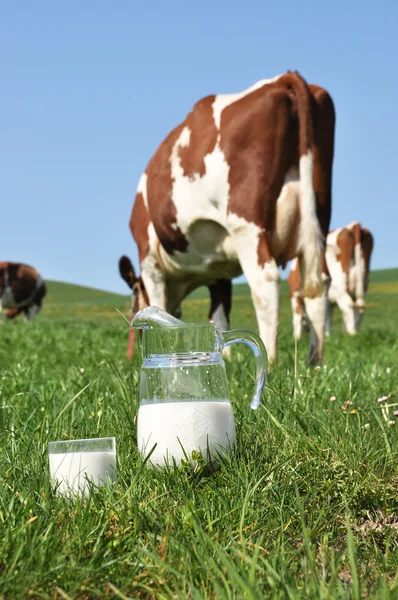 Jug of milk against herd of cows. Emmental region, Switzerland — Stock Photo, Image