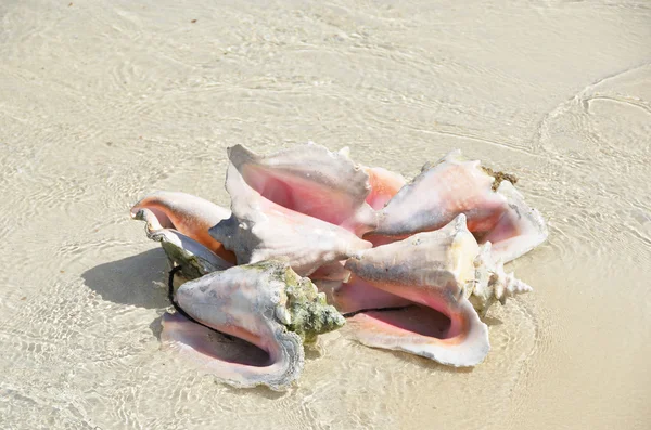 O grămadă de conches pe plajă — Fotografie, imagine de stoc