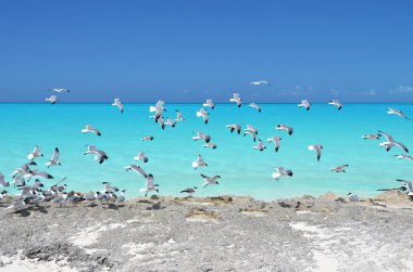 küçük exuma, bahamas sahilinde martılar