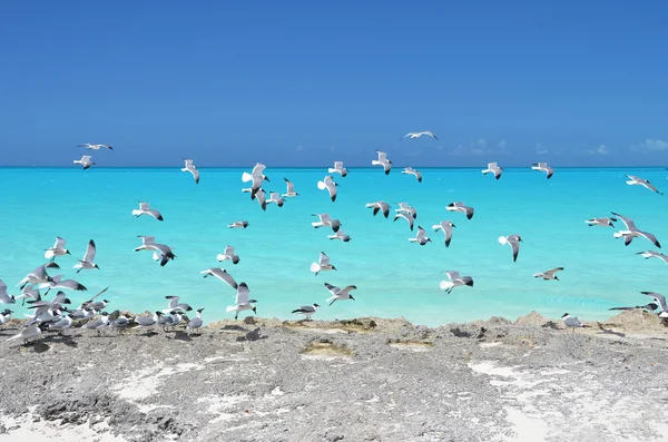 Mouettes sur la côte de Little Exuma, Bahamas — Photo