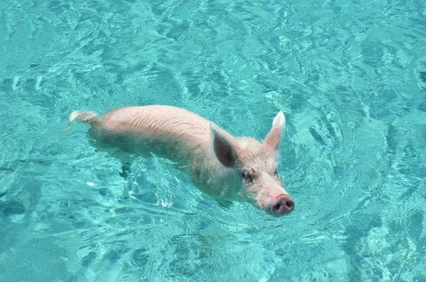Porcs nageurs célèbres d'Exuma Cays, Bahamas — Photo