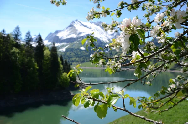 Wiosna w Szwajcarii. waegitalersee — Zdjęcie stockowe