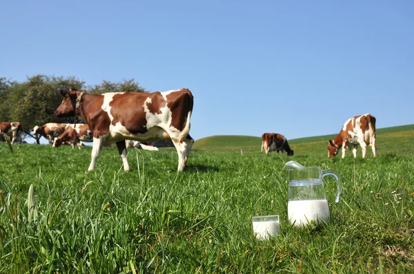 Jarra de leche contra manada de vacas. Región emmental, Suiza —  Fotos de Stock