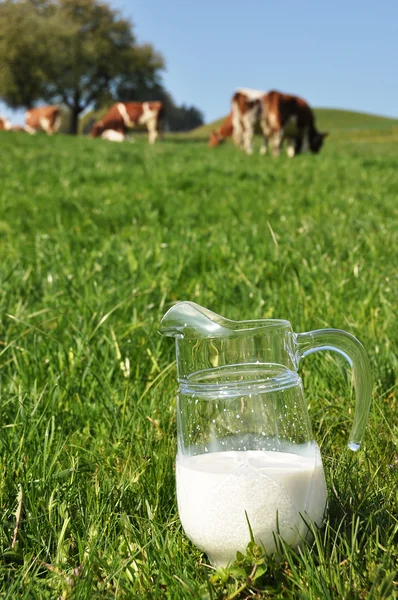 Jarra de leche contra manada de vacas. Región emmental, Suiza — Foto de Stock