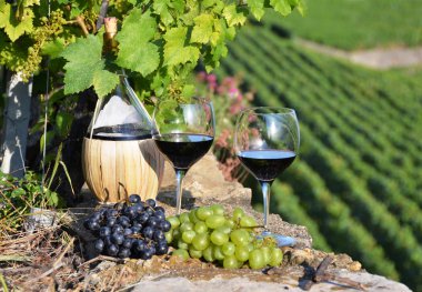 kırmızı şarap ve üzüm. Lavaux bölge, İsviçre
