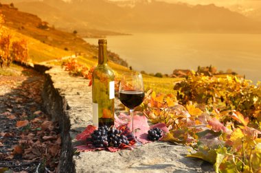İsviçre 'nin Lavaux bölgesindeki teras bağında bir kadeh kırmızı şarap.