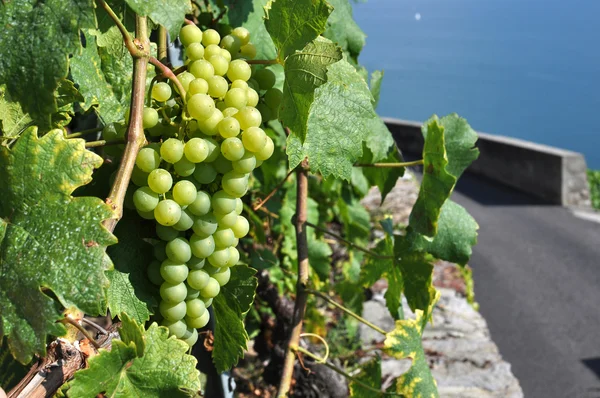 Winnice w regionie lavaux przeciwko nad Jeziorem Genewskim, Szwajcaria — Zdjęcie stockowe