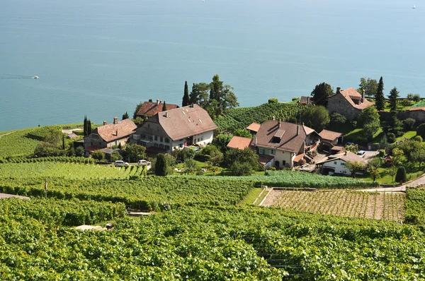 Vinhas na região de Lavaux, Suíça — Fotografia de Stock