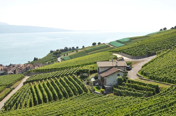 Weinberge in der Region Lavaux, Schweiz — Stockfoto