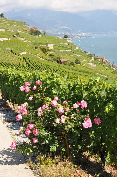 Vineyards in Lavaux region, Switzerland — Stock Photo, Image