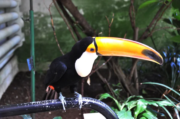 Toucan — Fotografie, imagine de stoc