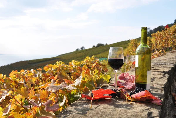 Красное вино и ветвь винограда на террасе виноградника в Лавау — стоковое фото