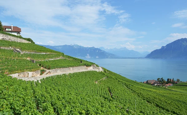 สวนองุ่นที่มีชื่อเสียงในภูมิภาค Lavaux กับทะเลสาบเจนีวา สวิตเซอร์แลนด์ — ภาพถ่ายสต็อก