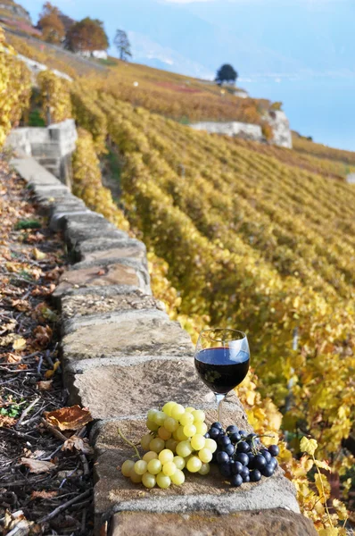 Red wine and a branch of grapes on the terrace vineyard in Lavau — Stock Photo, Image