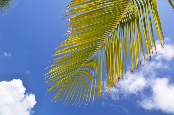 Palm gren mot blå himmel — Stockfoto