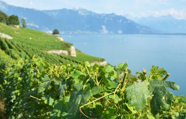 Vineyards in Lavaux region, Switzerland — Stock Photo, Image