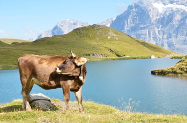 bir dağ çayır inek. Jungfrau bölge, İsviçre
