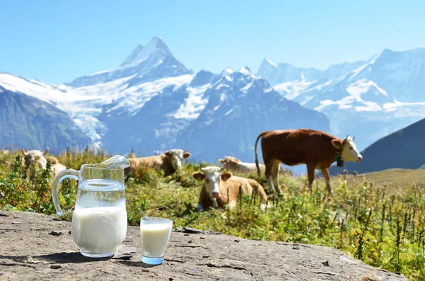 Jug of milk against herd of cows. Jungfrau region, Switzerland — Stock Photo, Image