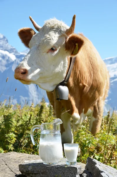 Jug of milk against herd of cows. Jungfrau region, Switzerland — Stock Photo, Image