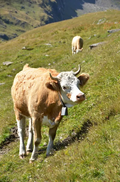 アルプスの牧草地で牛します。ユングフラウ地域、スイス — ストック写真