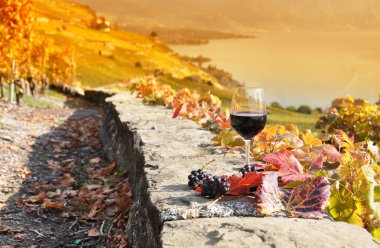 lavaux bölgesinde, swit Teras bağ üzerinde kırmızı şarap